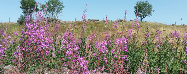 flore d'Aubrac