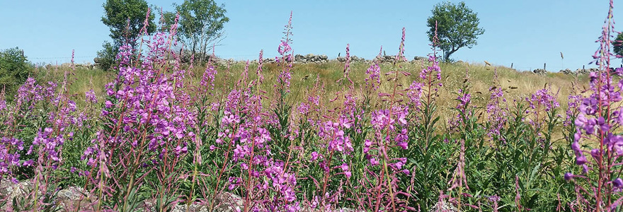 flore d'Aubrac