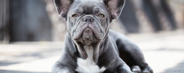 chien Bouledogue