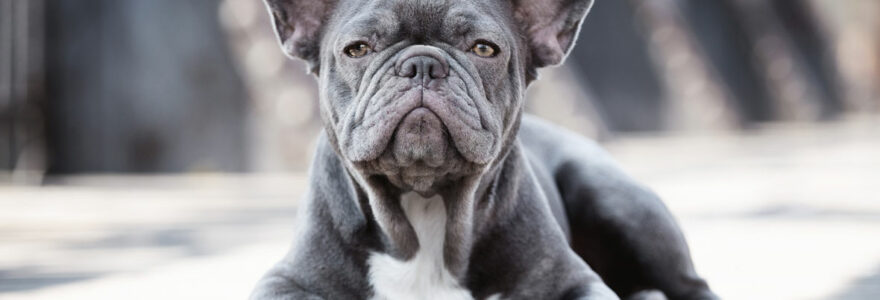 chien Bouledogue