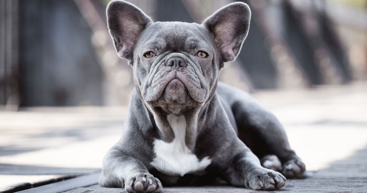 chien Bouledogue